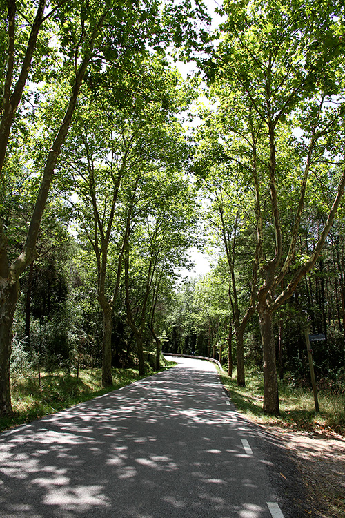 Carretera arbrada