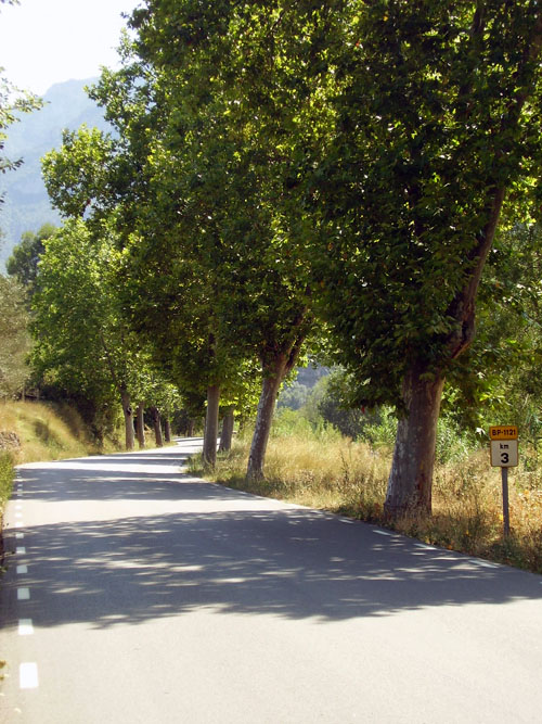 Carretera arbrada