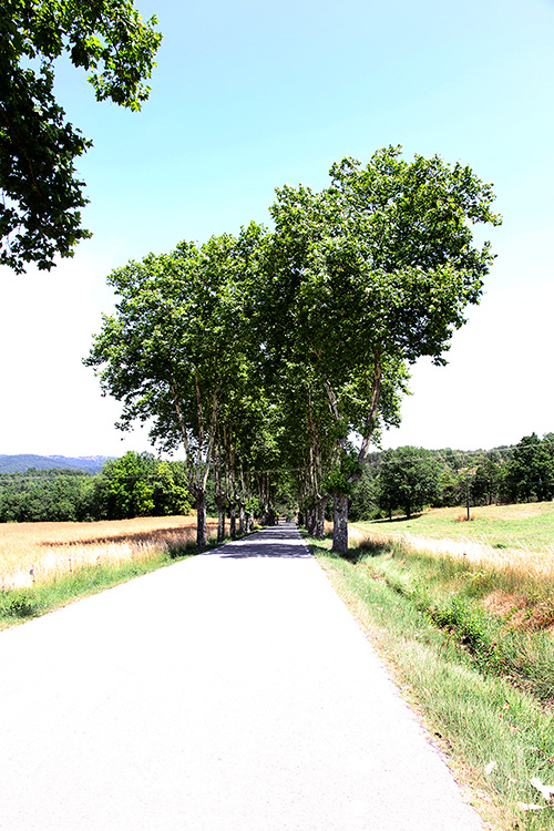 Carretera arbrada