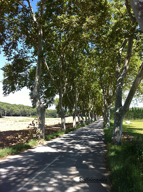 Carretera arbrada