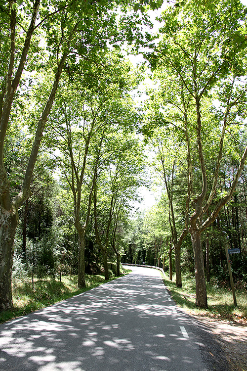 Carretera arbrada