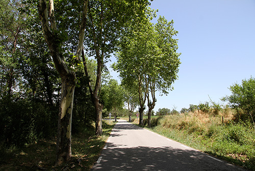 Carretera arbrada