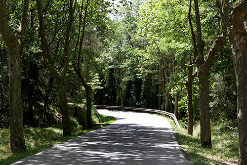 Carretera arbrada