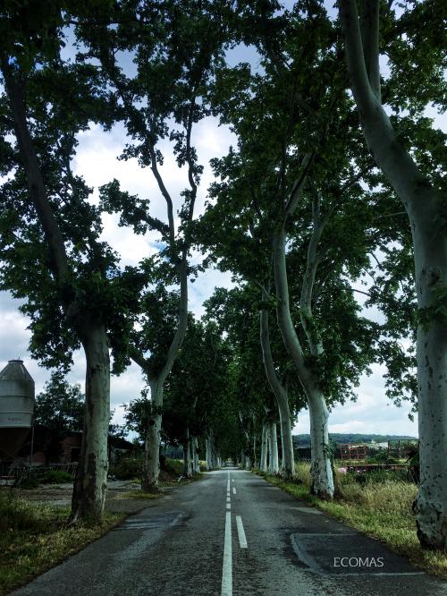 Carretera arbrada