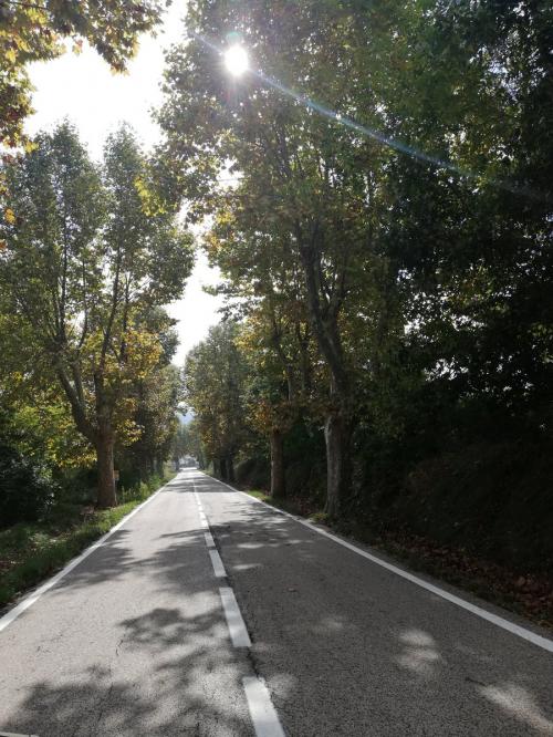 Carretera arbrada