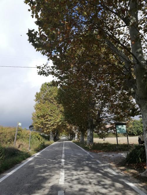 Carretera arbrada