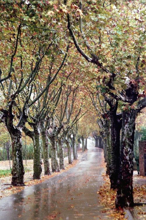 Passeig de la Carrerada