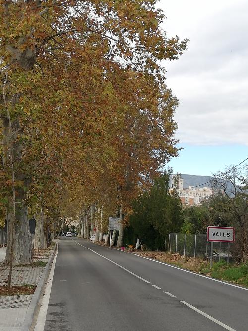 Carretera arbrada