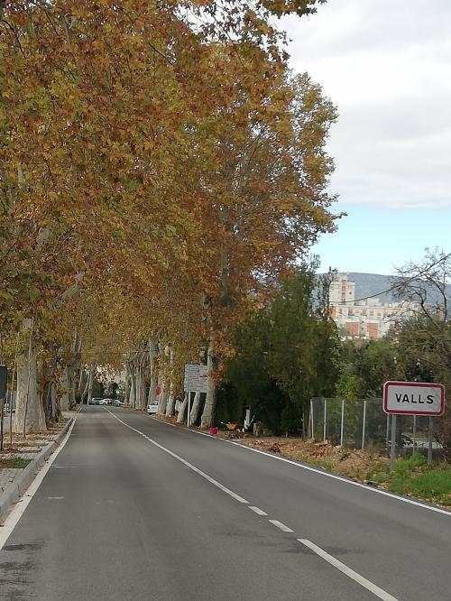 Carretera arbrada