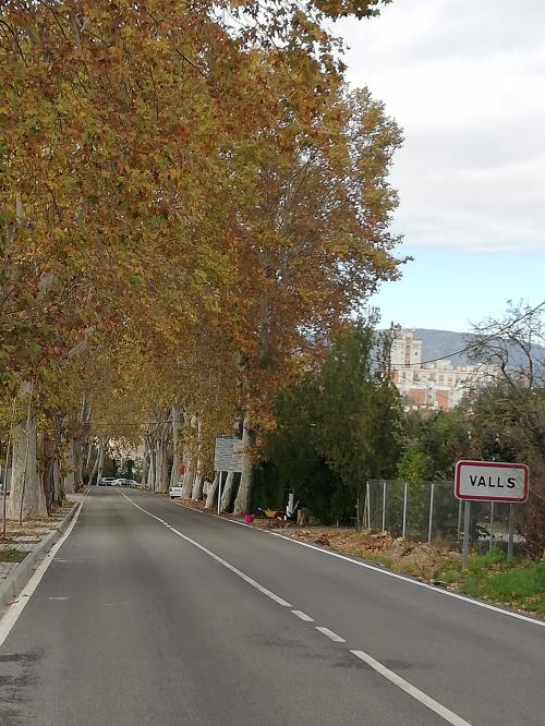 Carretera arbrada