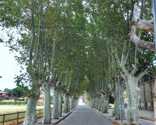 Carretera arbrada