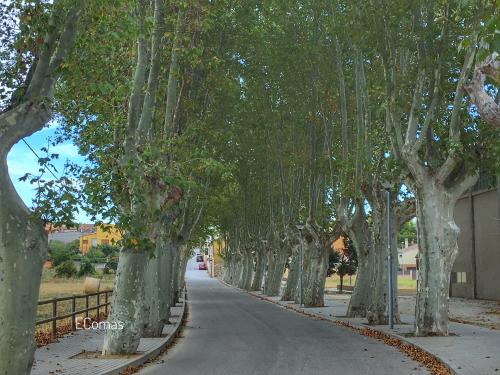 Carretera arbrada