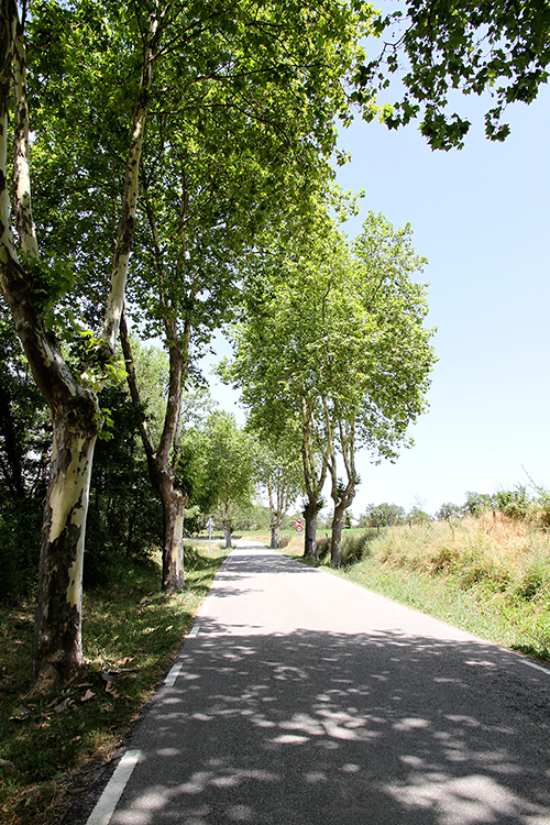 Carretera arbrada