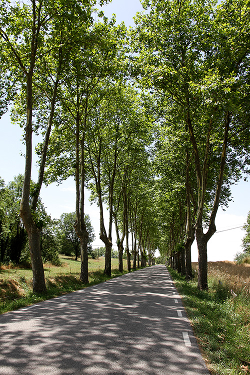 Carretera arbrada