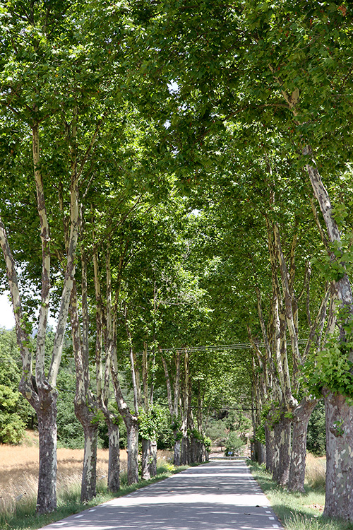 Carretera arbrada